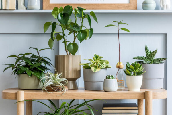 初心者でもOK！お部屋に合う観葉植物の選び方
