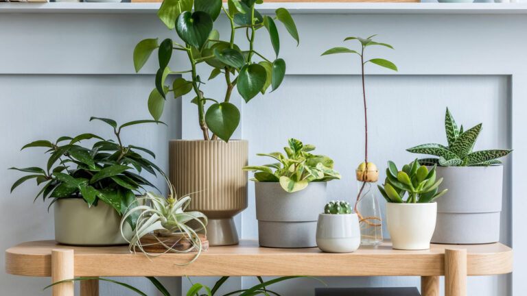 初心者でもOK！お部屋に合う観葉植物の選び方